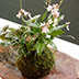 Thumbnail Image 1