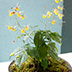 Thumbnail Image 1