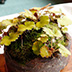 Thumbnail Image 1