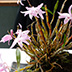 Thumbnail Image 1