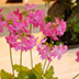 Thumbnail Image 1