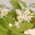 Thumbnail Image 1