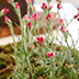 Thumbnail Image 1