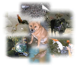 Livestock