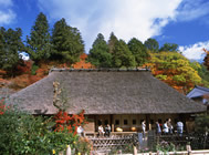 Momiji maturi
